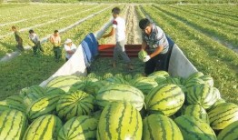 娱乐吃瓜场地图片,一场视觉盛宴的狂欢现场