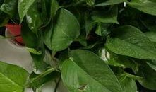 花花吃瓜娱乐,揭秘娱乐圈幕后故事