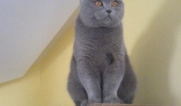 蓝猫娱乐圈吃瓜